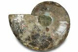 Cut & Polished Ammonite Fossil (Half) - Madagascar #323294-1